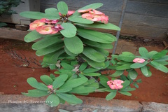 Euphorbia milii